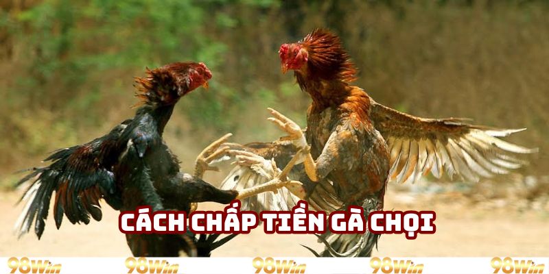 Cách chấp tiền gà chọi