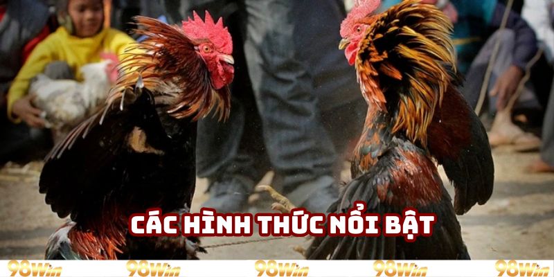 Hiểu đúng về cách chấp tiền gà chọi