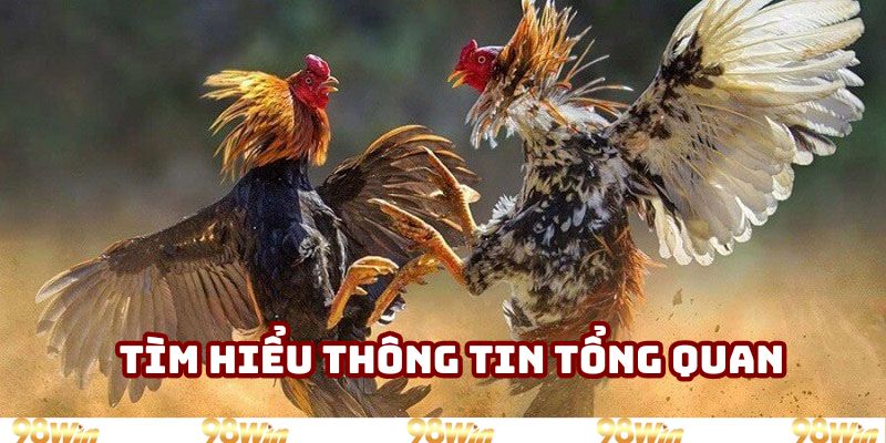 Tìm hiểu thông tin tổng quan về hình thức gà mạng 98Win