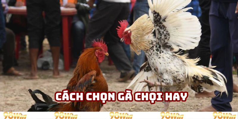 Cách chọn gà chọi hay