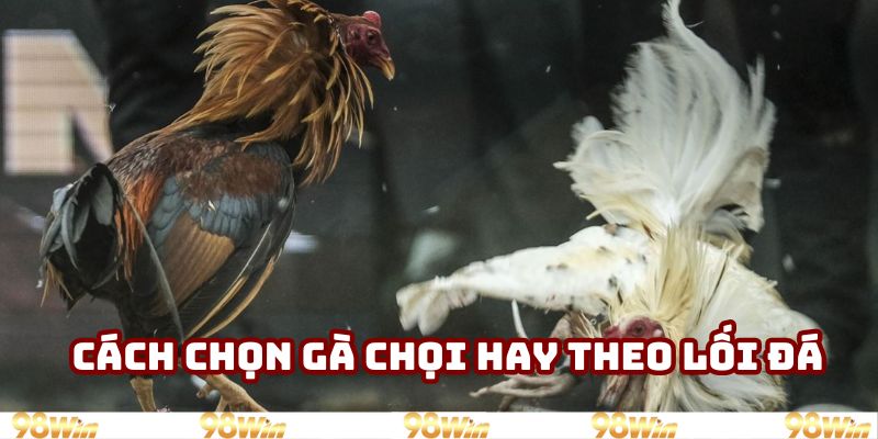 Cách chọn gà chọi hay theo lối đá