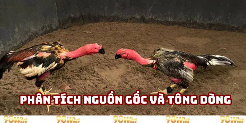 Phân tích nguồn gốc và tông dòng