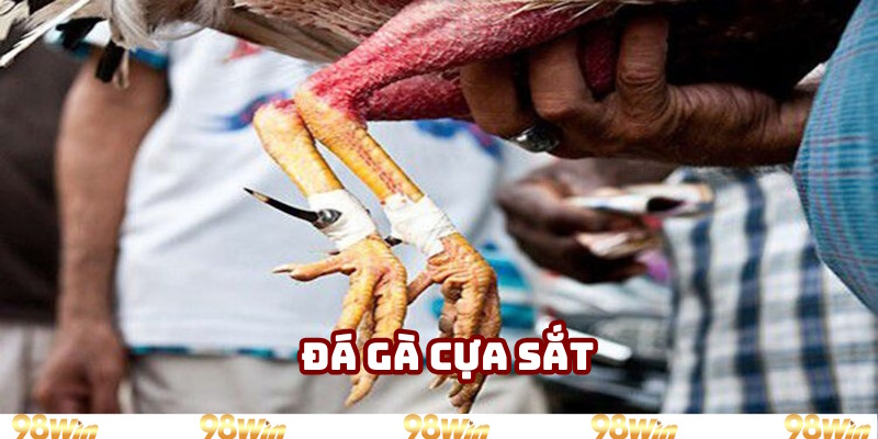 Đá gà cựa sắt căng thẳng từng giây chinh chiến Đá gà cựa sắt căng thẳng từng giây chinh chiến